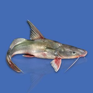 River Ayer (দেশী আইড়)