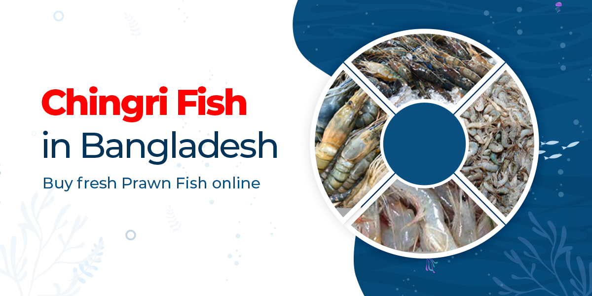 Fresh Chingri Fish in Bangladesh
