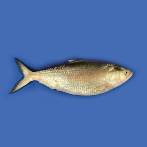 Hilsa Fish / Chandpur Ilish (ইলিশ মাছ)