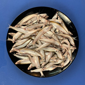 Kajoli Fish (কাজলি মাছ)