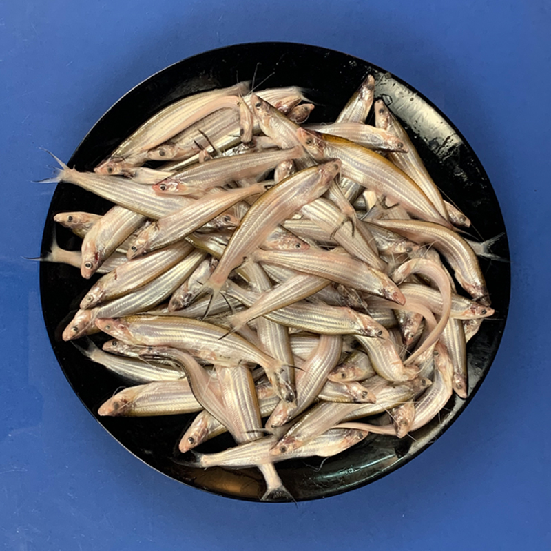 Kajoli Fish (কাজলি মাছ)