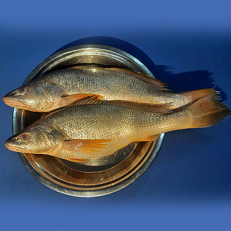 Sea Poa Fish (সামুদ্রিক পোয়া)